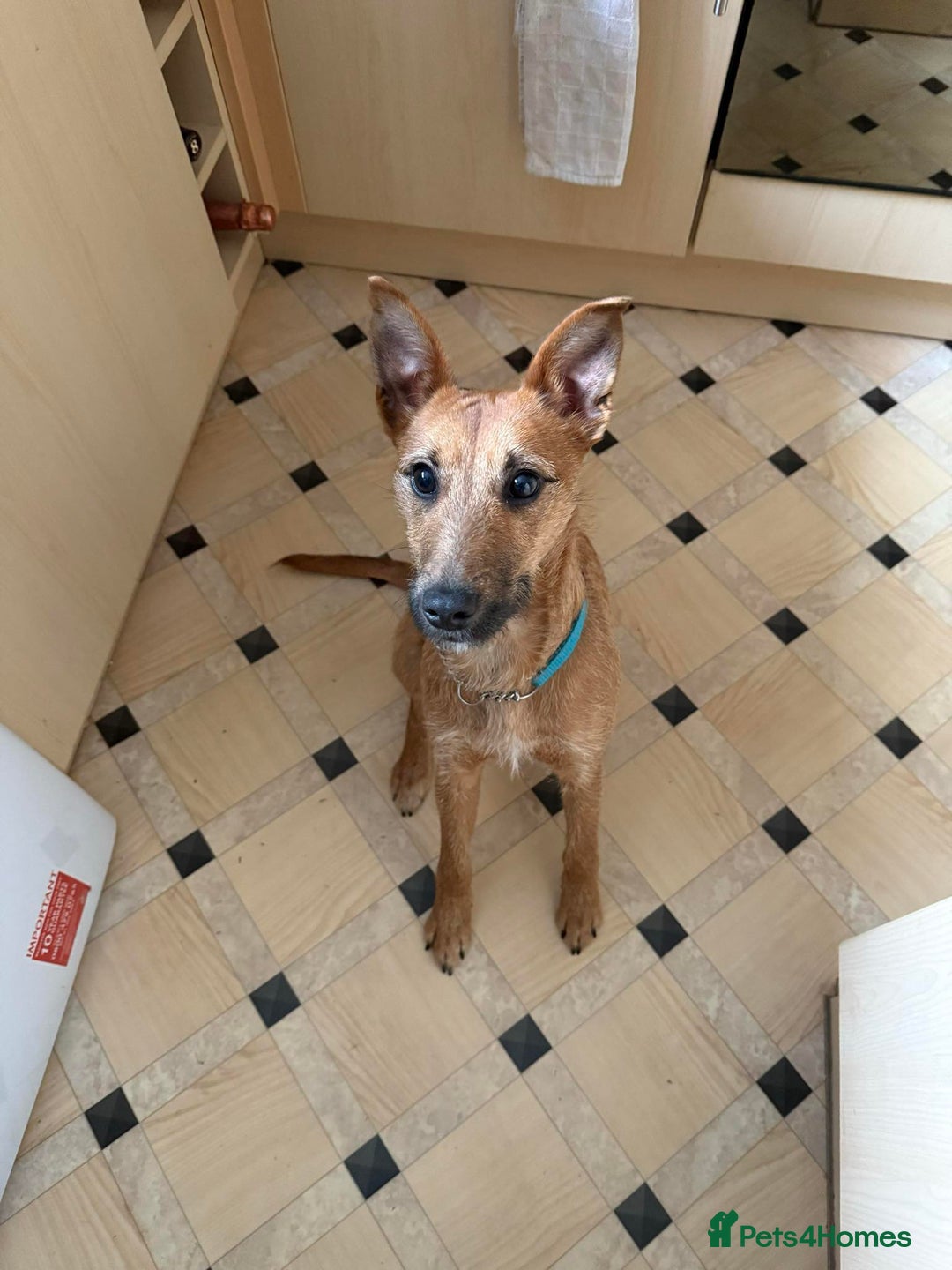Mixed Breed dogs for sale: Lady 20 month old lakeland x bedlington - Advert 4