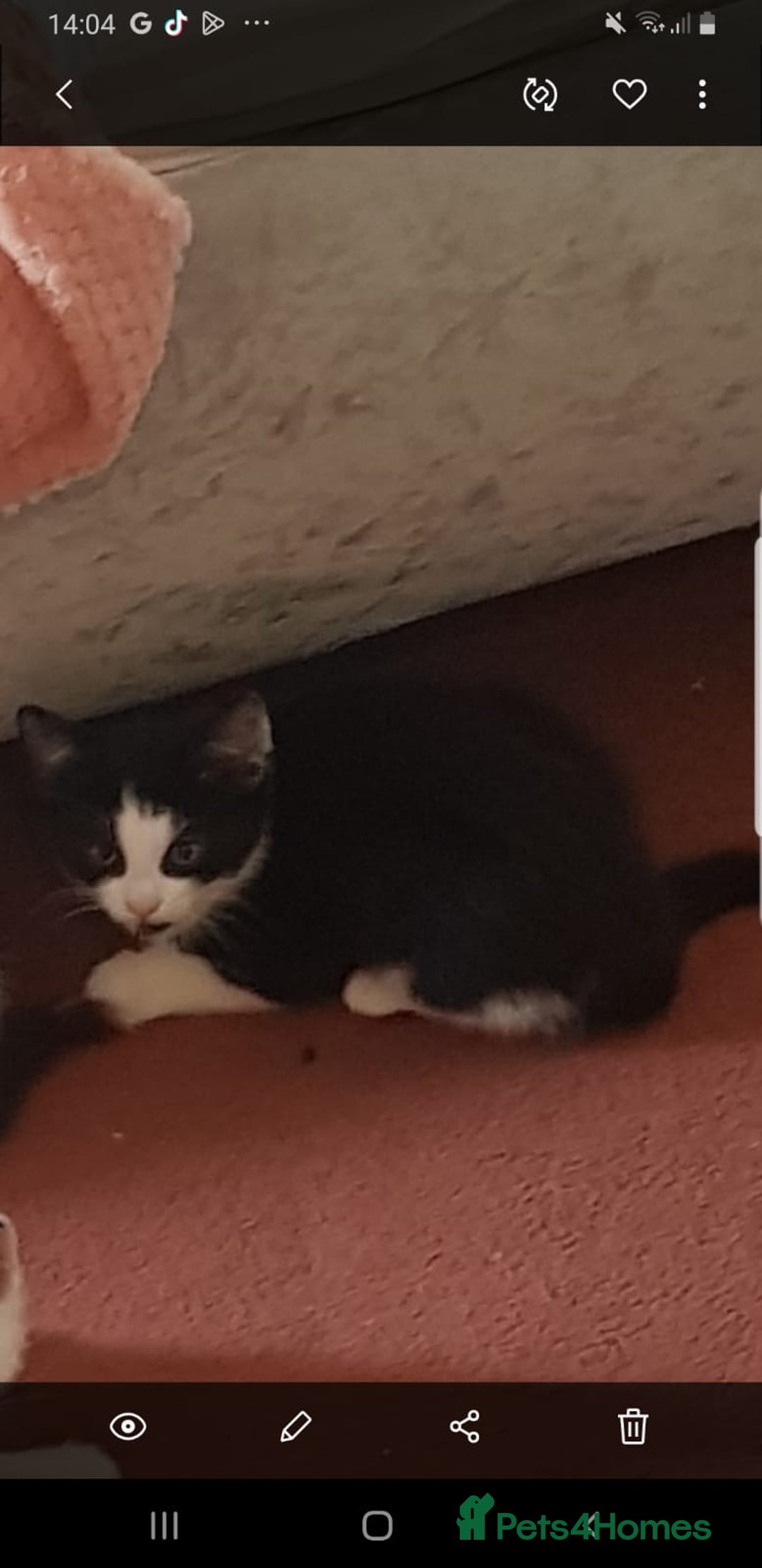 British Longhair cats for sale: Cats for free - Image 1