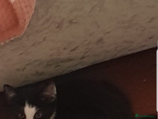 British Longhair cats - Advert 25