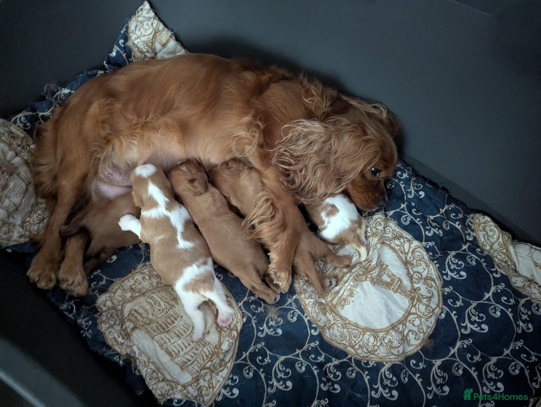 Cavalier King Charles Spaniel dogs for sale: Gorgeous Cavalier King Charles Spaniel puppies - Image 25