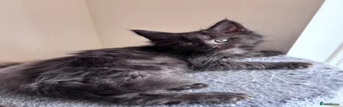 Maine Coon 4