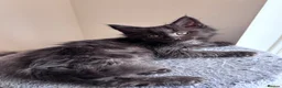 Maine Coon cats for sale: 🐾 BEAUTIFUL BLACK SMOKE MAINE COON KITTENS 🐾 - Advert 27