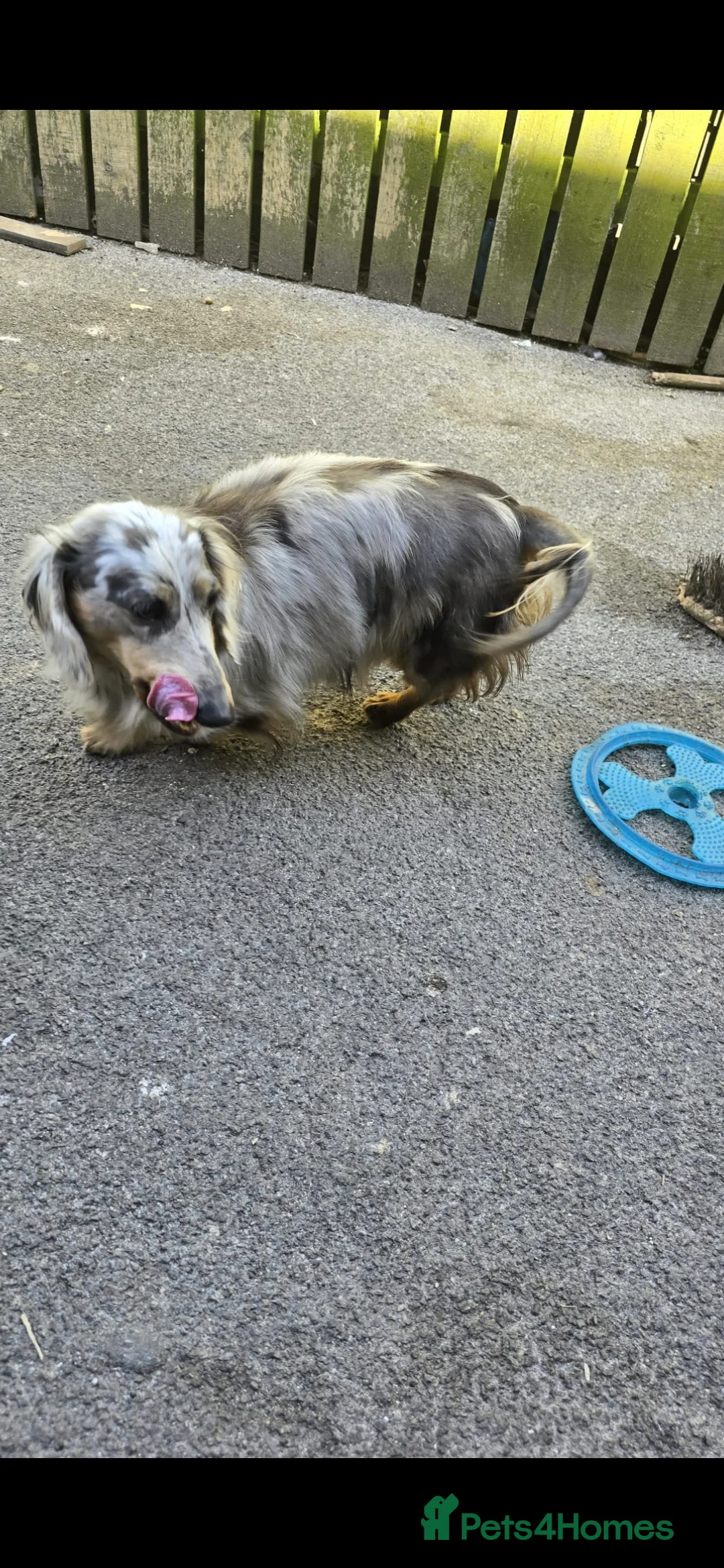 Dachshund dogs for sale: Puppies  - Advert 8