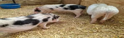 Pig livestock for sale: 3 x Castrated Mini / Micro Pigs - Advert 4