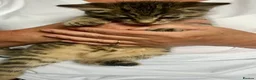 Mixed Breed cats for sale: Bengal Cross Female Kitten available  - Advert 2