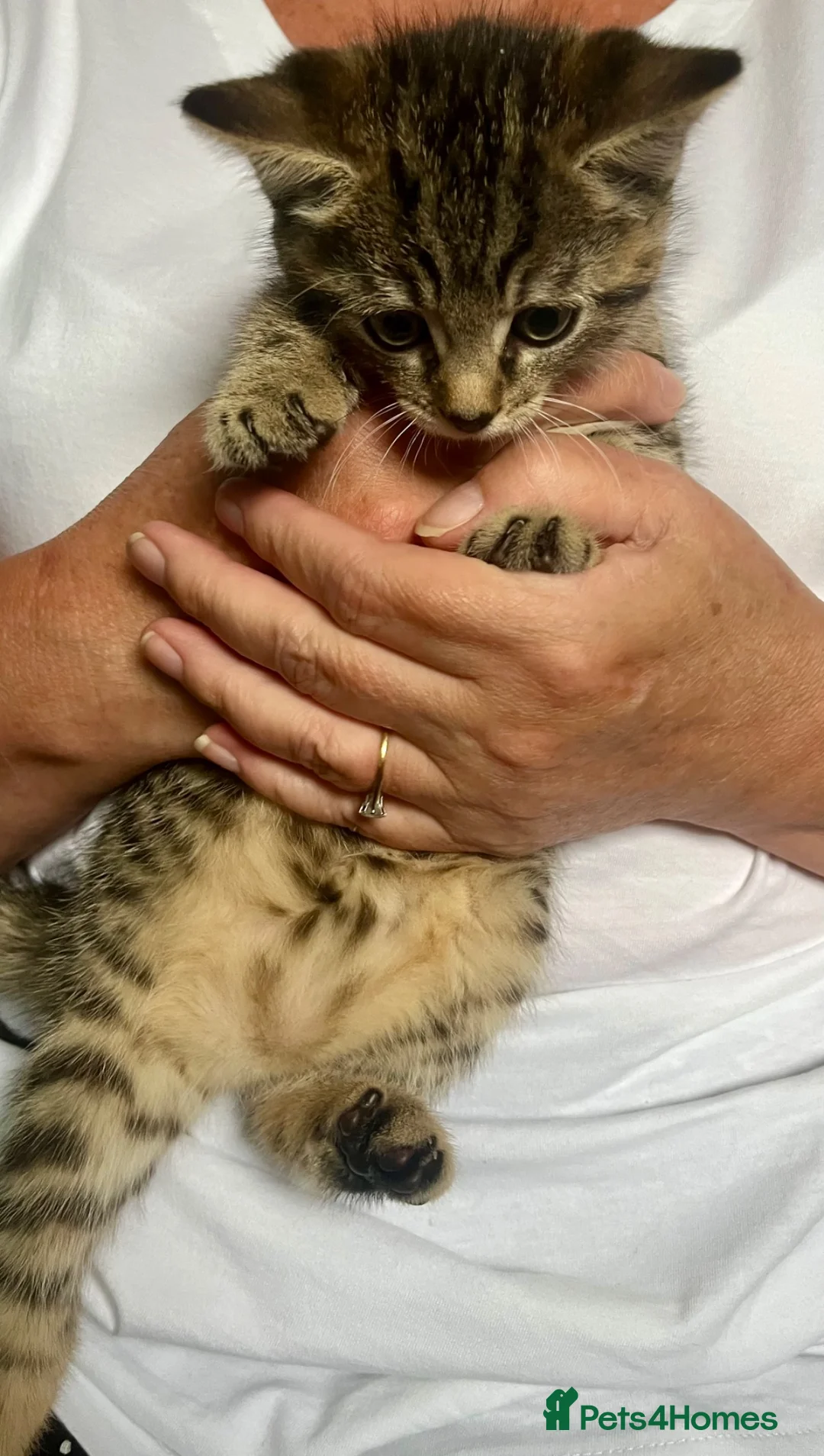Mixed Breed cats for sale: Bengal Cross Female Kitten available  - Advert 2