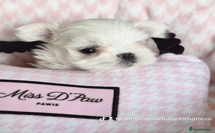 Maltese dogs 🩷Exclusive Tiny Full Korean Maltese Puppies🩵 - Advert 2