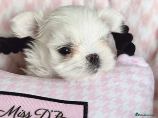 Maltese dogs 🩷Exclusive Tiny Full Korean Maltese Puppies🩵 - Advert 12