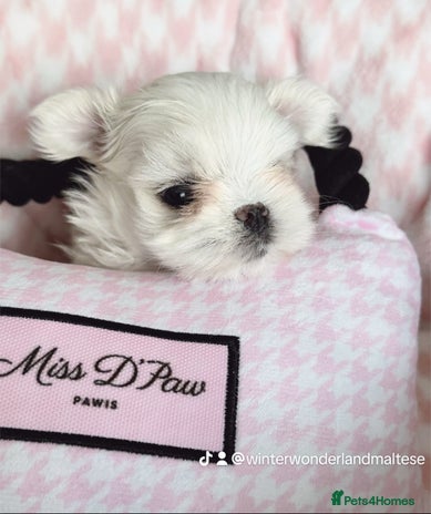 Maltese dogs 🩷Exclusive Tiny Full Korean Maltese Puppies🩵 - Advert 2