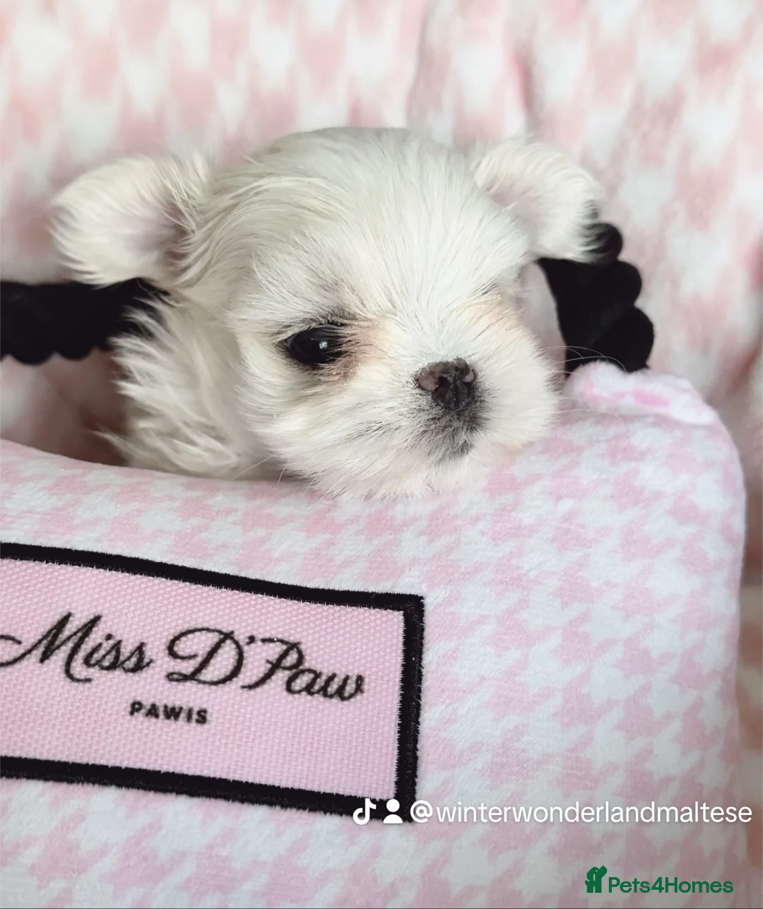 Maltese dogs for sale: 🩵Full Korean Line Maltese Boy🩵 - Advert 8