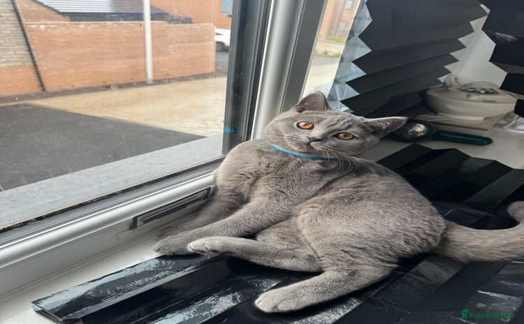 British Shorthair cats - Advert 7