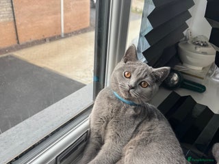 British Shorthair cats - Advert 4