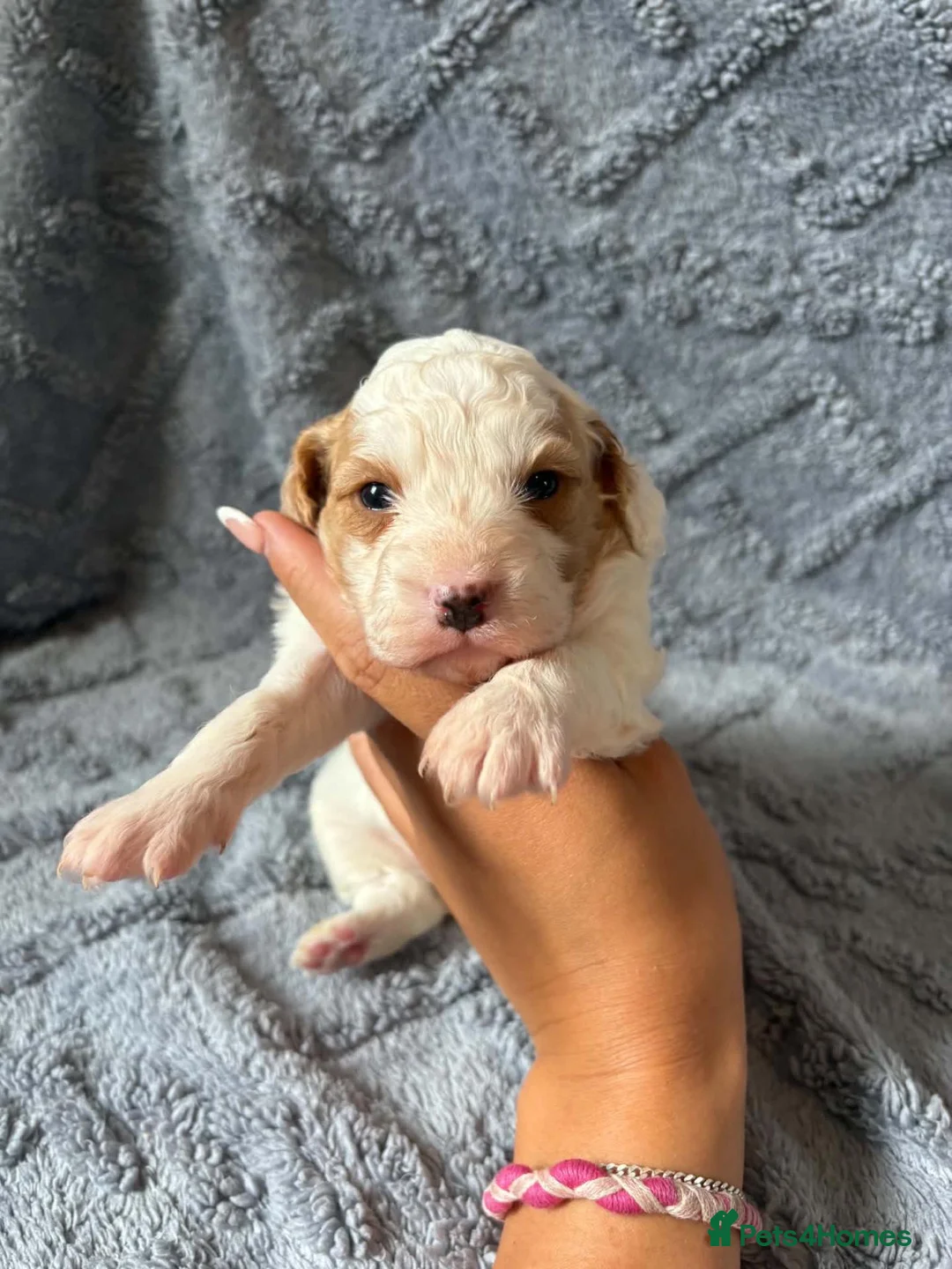 Cavapoo dogs for sale: beautiful cavapoo girls! in Sheffield - Advert 2