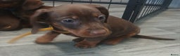 Dachshund dogs for sale: Dachshund puppies  - Advert 6