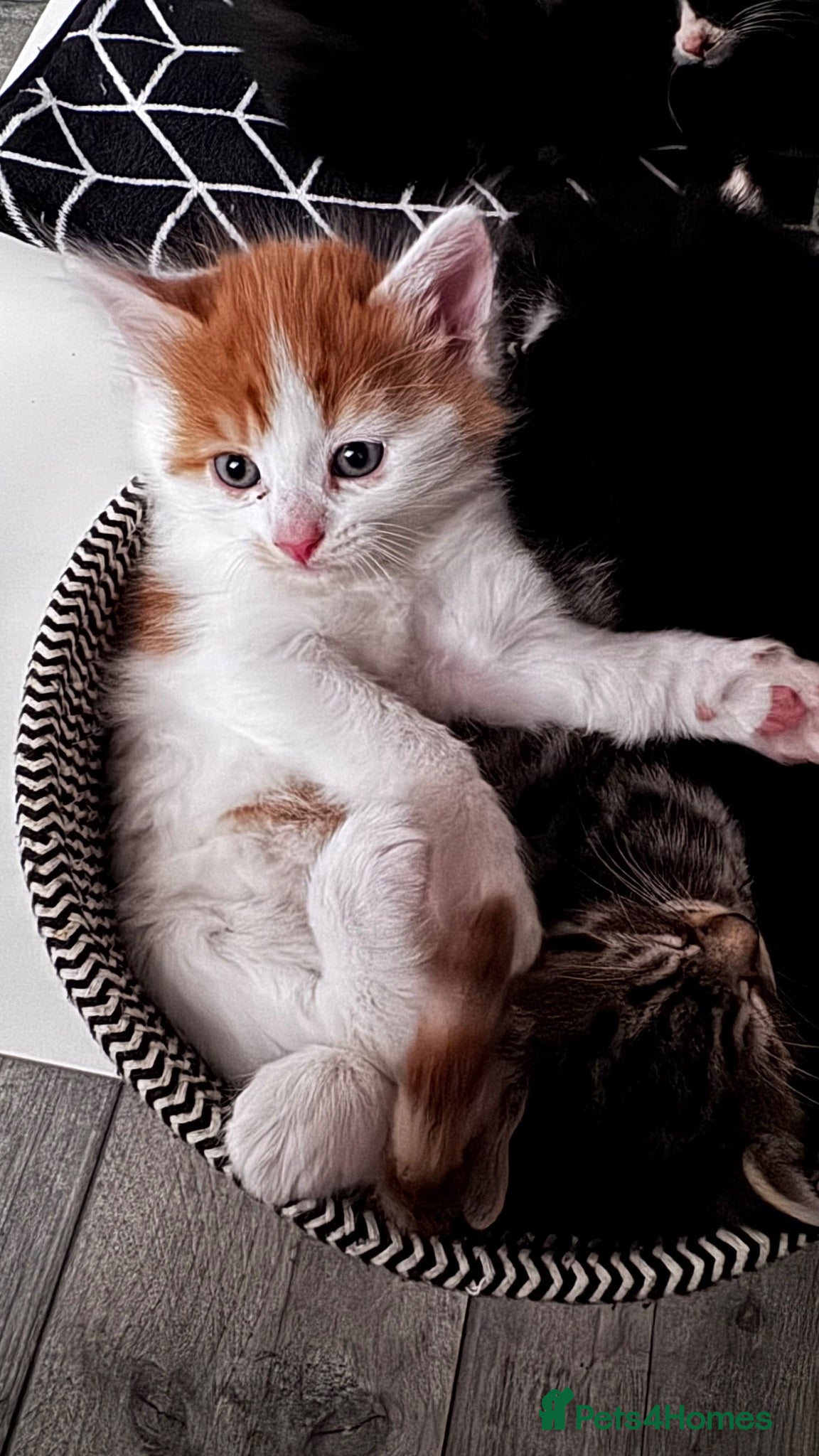Mixed Breed cats 6 pretty little angel  - Advert 2
