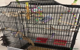 Budgerigars birds for sale: 2 budgies  - Image 1