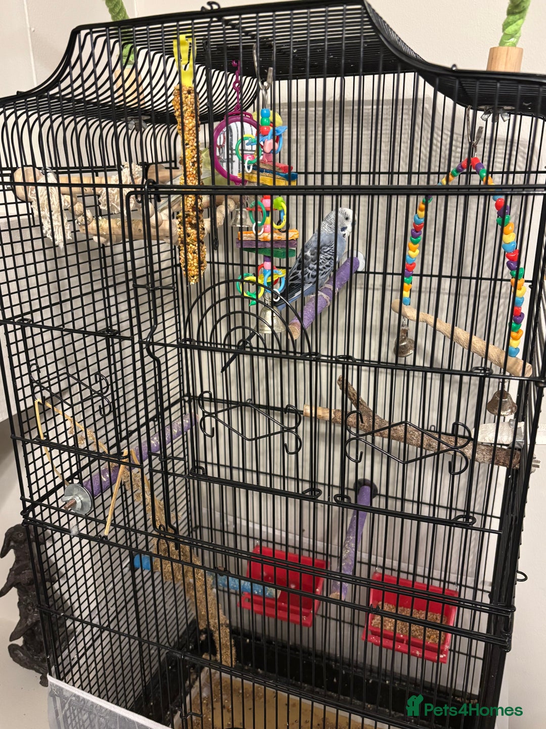 Budgerigars birds for sale: 2 budgies  - Image 1
