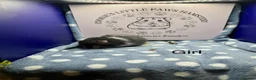 Hamster rodents for sale: Pedigree Syrian hamsters - Advert 5