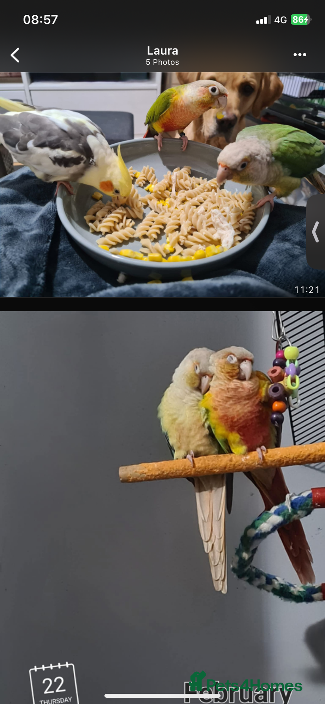 Conures birds for sale: Pair of Conures male pineapple female cinnamon - Image 3