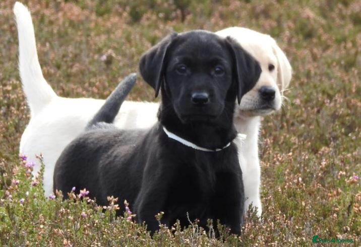 Labrador Retriever dogs  Retriever Ladrador puppies for sale - Advert 5