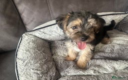 Morkie dogs for sale: Morkie Pups - Image 14