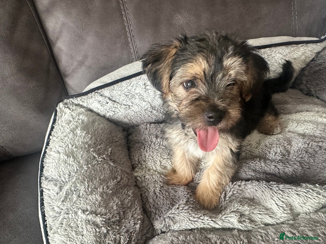 Morkie dogs for sale: Morkie Pups - Image 14