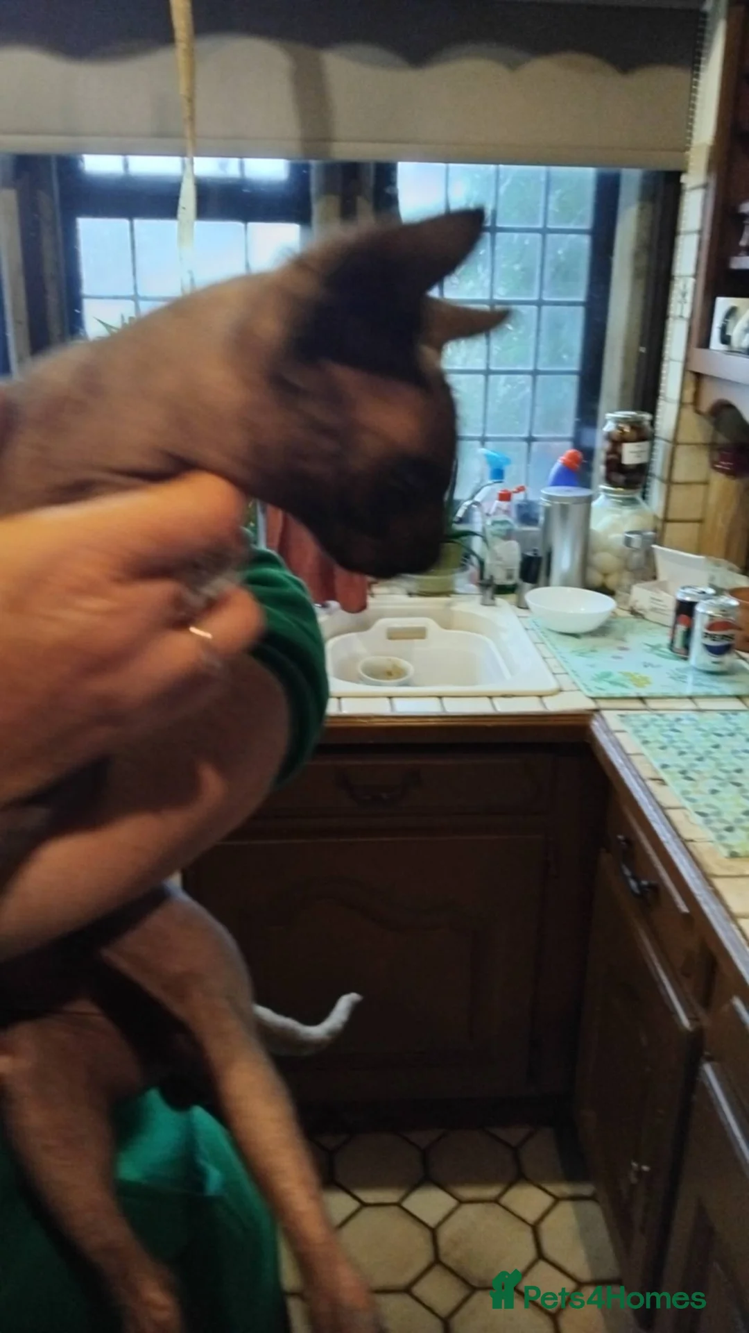 Sphynx cats for sale: 11 Month old Sphynx cat  - Advert 2