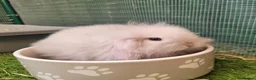 Mini Lion Lop rabbits for sale: Stunning Mini Lion Lops - READY SATURDAY - Advert 33