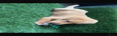 Labrador Retriever 7