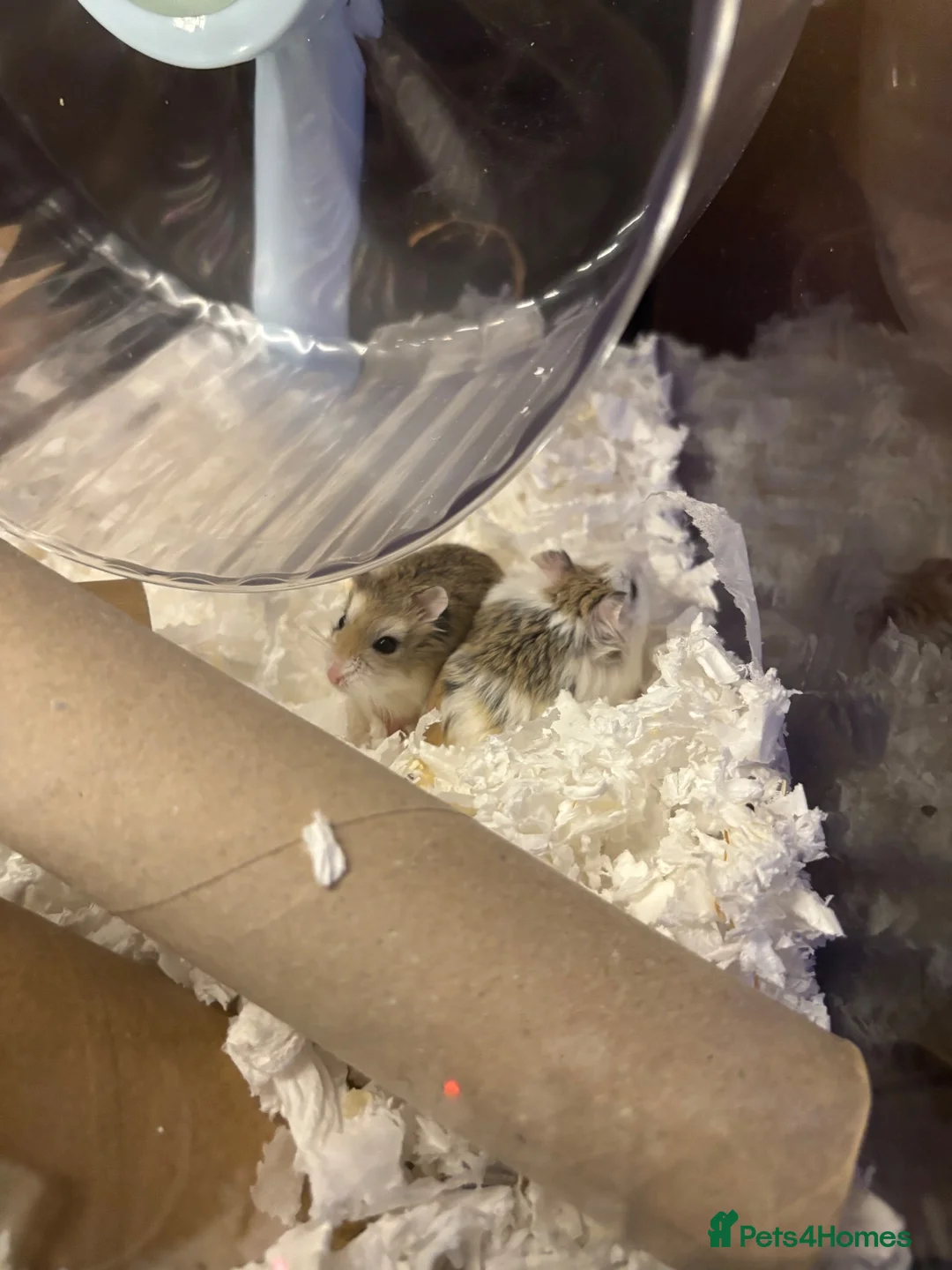 Hamster rodents for sale: 2 roborovski bonded hamsters in Gloucester - Advert 2