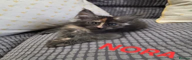 Nora 