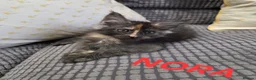 Maine Coon cats for sale: Title 2 x Maine Coon Kittens ONLY FEMALES LEFT - Advert 2