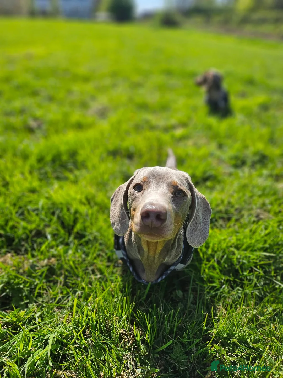 Miniature Dachshund dogs for sale: 16 week old boys  in Derby - Advert 2