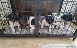 Jack Russell dogs for sale: Jack Russel Terriers 3 Generations Bloodline - Image 8