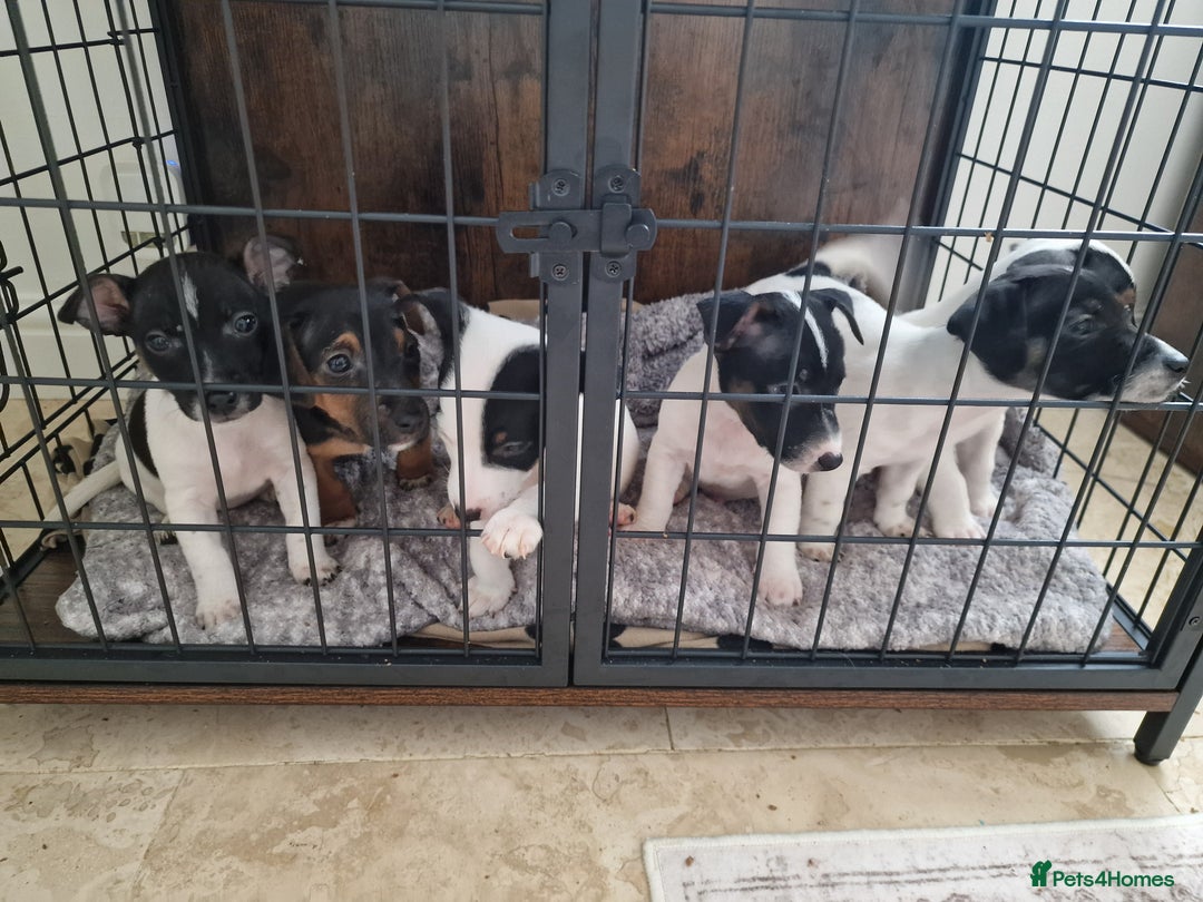 Jack Russell dogs for sale: Jack Russel Terriers 3 Generations Bloodline - Image 8