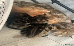 Mixed Breed cats for sale: Kittens for sale   - Image 3