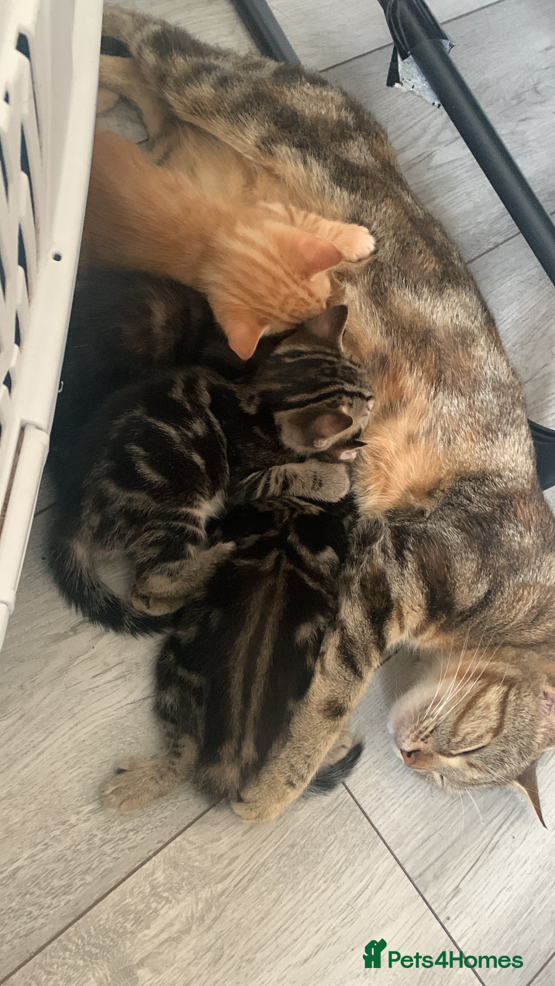 Mixed Breed cats for sale: Kittens for sale   - Image 3