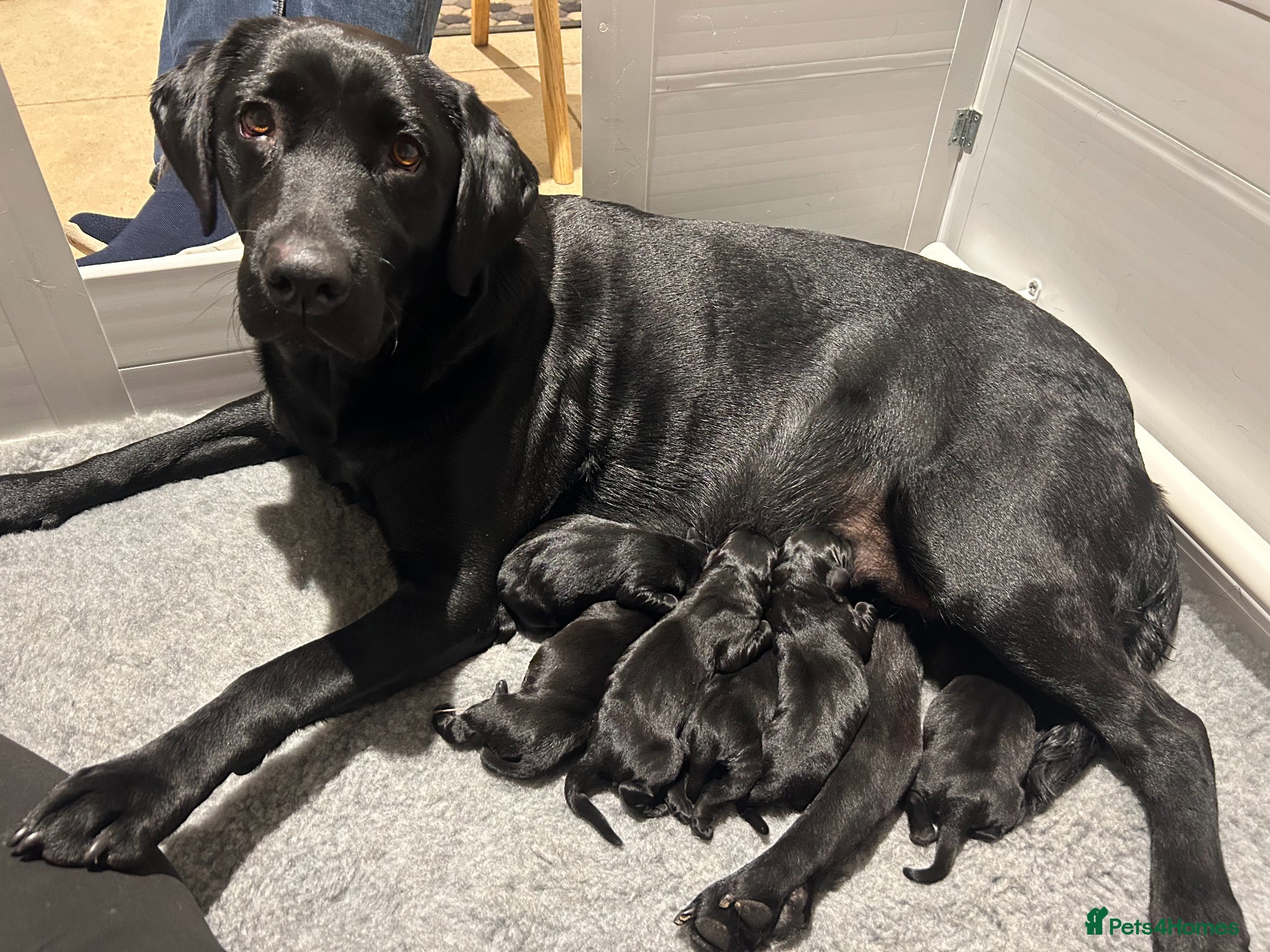 Labrador Retriever dogs Beautiful Male Black Labrador puppies - Advert 2