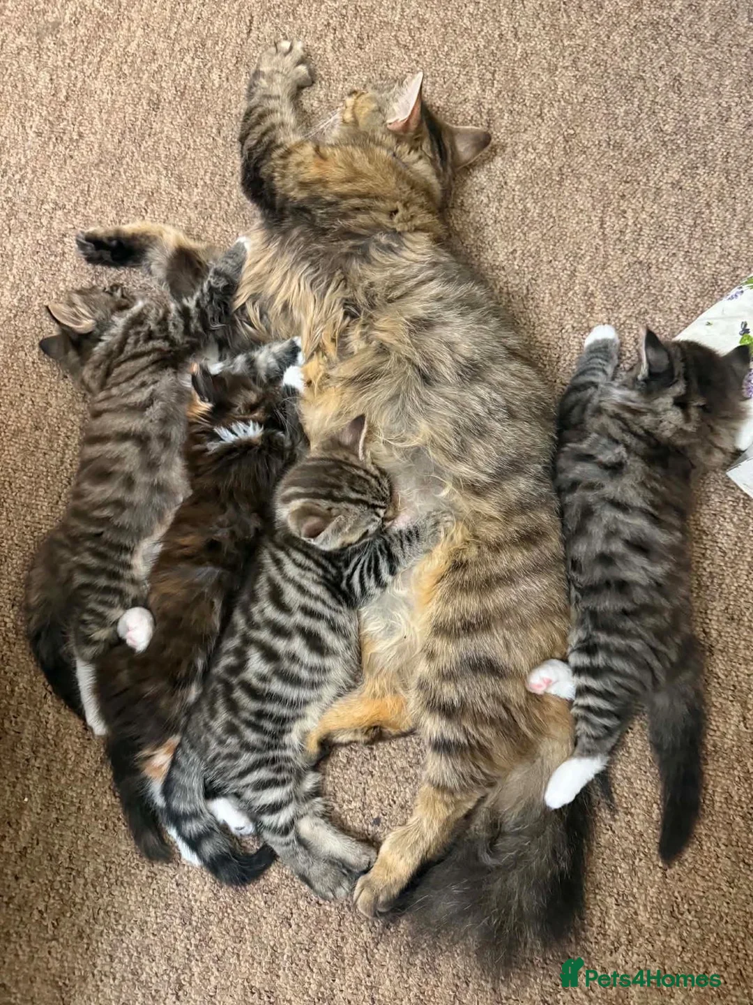 Mixed Breed cats for sale: 4 kittens looking for a forever home - Advert 2