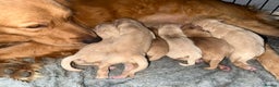 Golden Retriever dogs for sale: Beautiful KC reg Golden retriever pups 3 left  - Advert 2