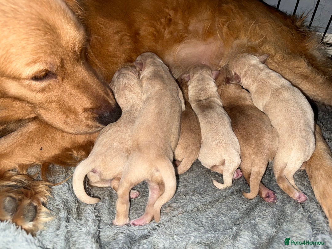 Golden Retriever dogs for sale: Beautiful KC reg Golden retriever pups 3 left  - Advert 2