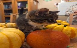 Persian cats for sale: Persian Cross tabby kittens for sale - Image 8