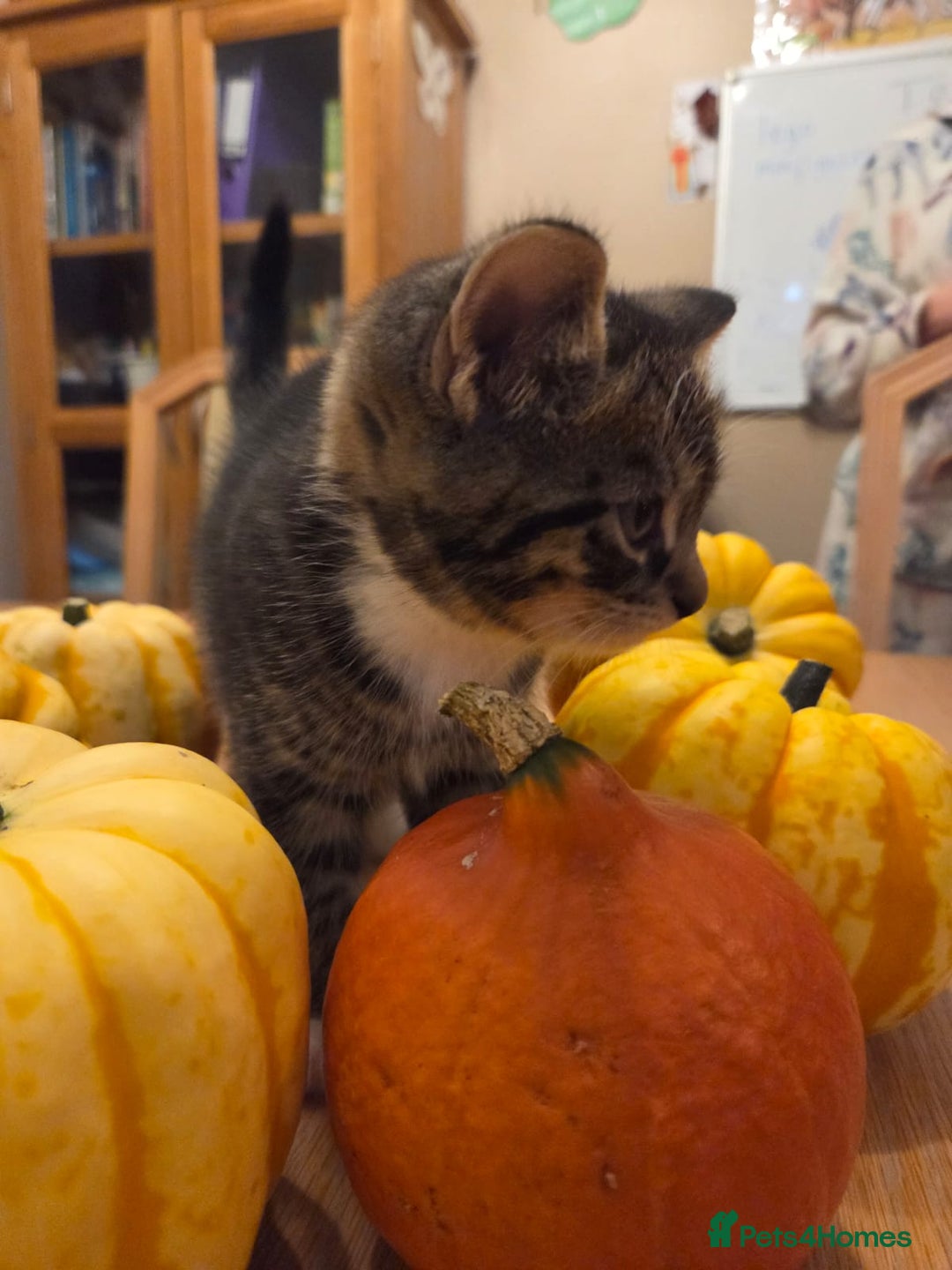 Persian cats for sale: Persian Cross tabby kittens for sale - Image 8