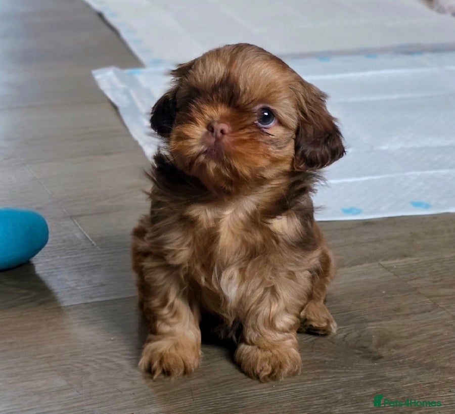 Shih Tzu dogs KC Registered Imperial Shih Tzus - Advert 1