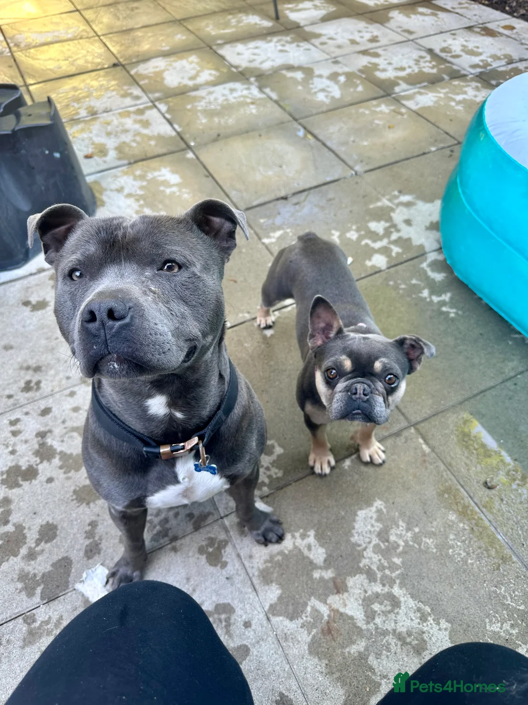 Staffordshire Bull Terrier dogs for stud: Blue Staffordshire Bull Terrier For Stud  - Advert 7