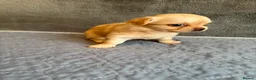 Chihuahua dogs for sale: Stunning Chihuahua Puppies Ready Soon 🐾 - Advert 16