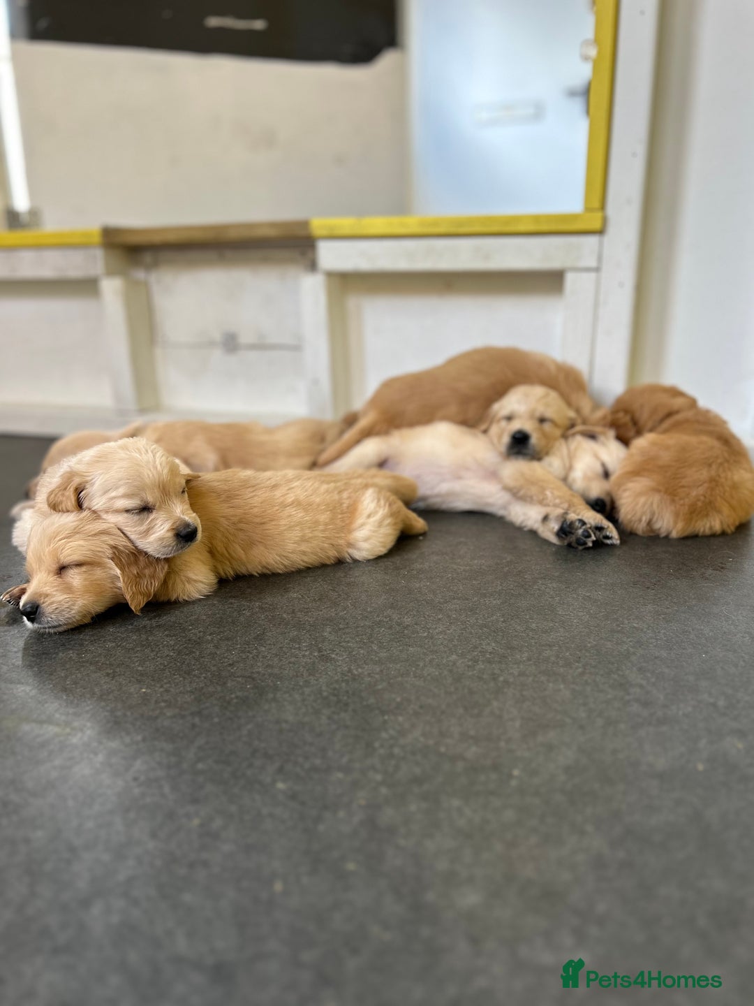 Golden Retriever dogs for sale: Golden retriever puppies for sale  - Image 35