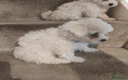 Maltese dogs for sale: Ready to go ! Gorgeous Maltese girls for salee - Image 12