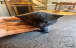 Domestic Shorthair cats for sale: 5 beatiful kittens for sale  - Image 9