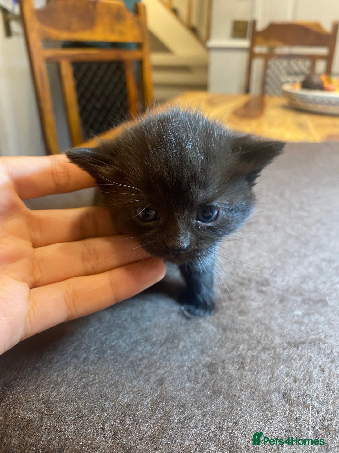 Domestic Shorthair cats for sale: 5 beatiful kittens for sale  - Image 9